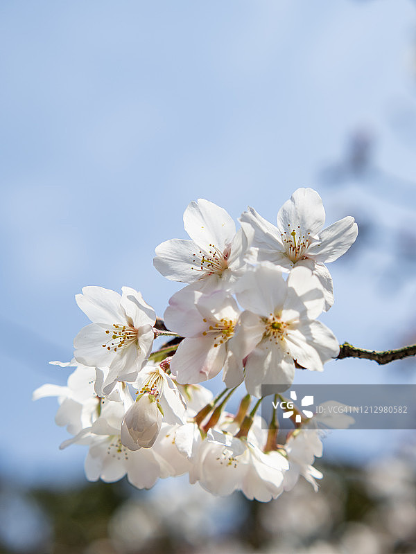 杭州公园里的樱花特写照片，中国图片素材