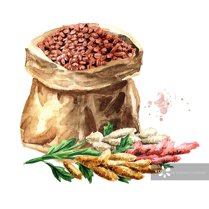 红藜麦种子在纸袋和藜麦植物。手绘水彩插图，孤立的白色背景图片素材