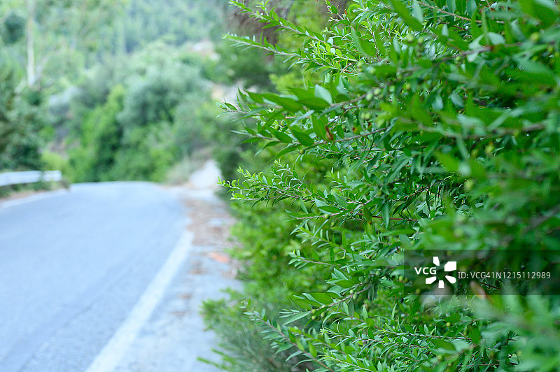 绿色的灌木沿着路生长。在山里进行一次夏日自驾游的概念图片素材
