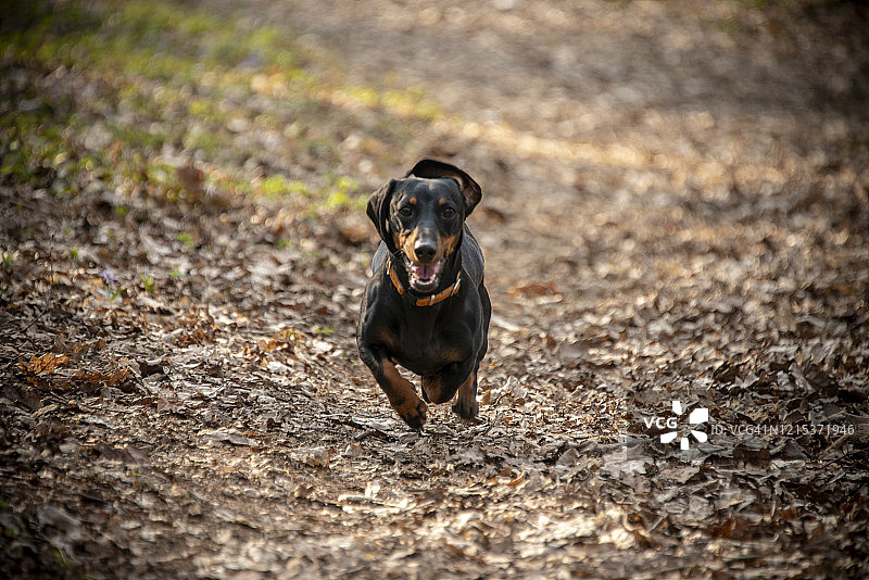 可爱的狗在外面奔跑，一只小型的毛腊肠在田野的半空中飞行图片素材