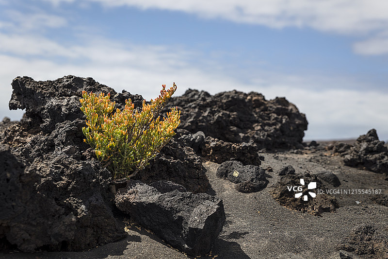 火山地带的植被图片素材