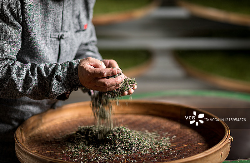 一位中国老人在茶园里制作龙井茶图片素材