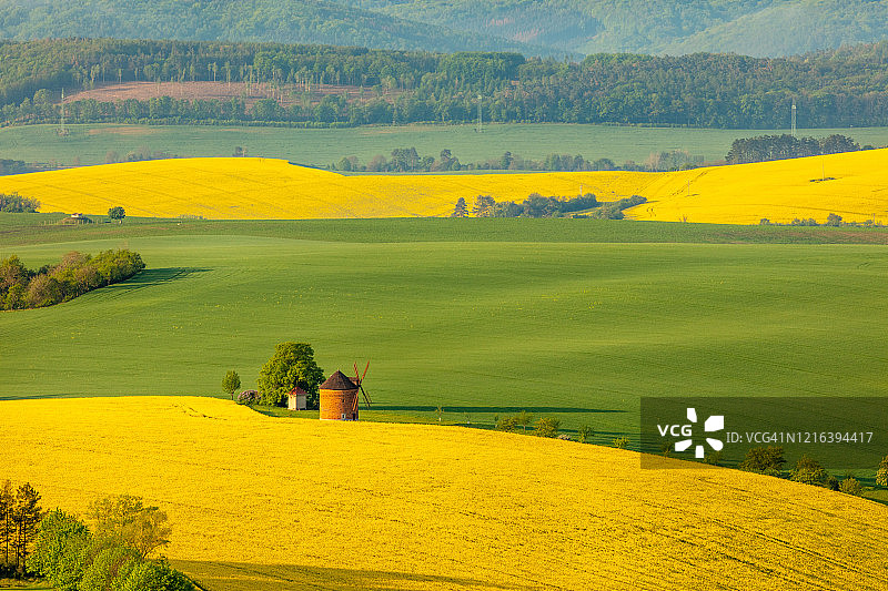 捷克共和国摩拉维亚的乡村景观，有风车和油菜籽田图片素材