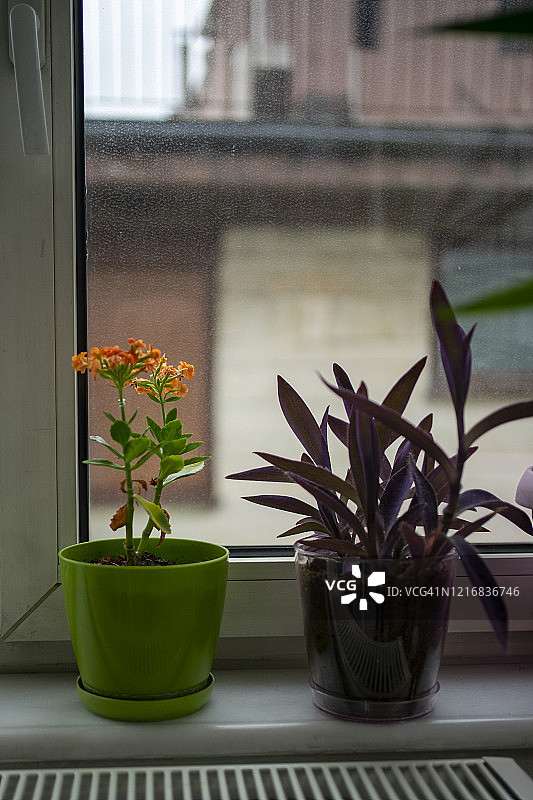 花和植物的温室图片素材