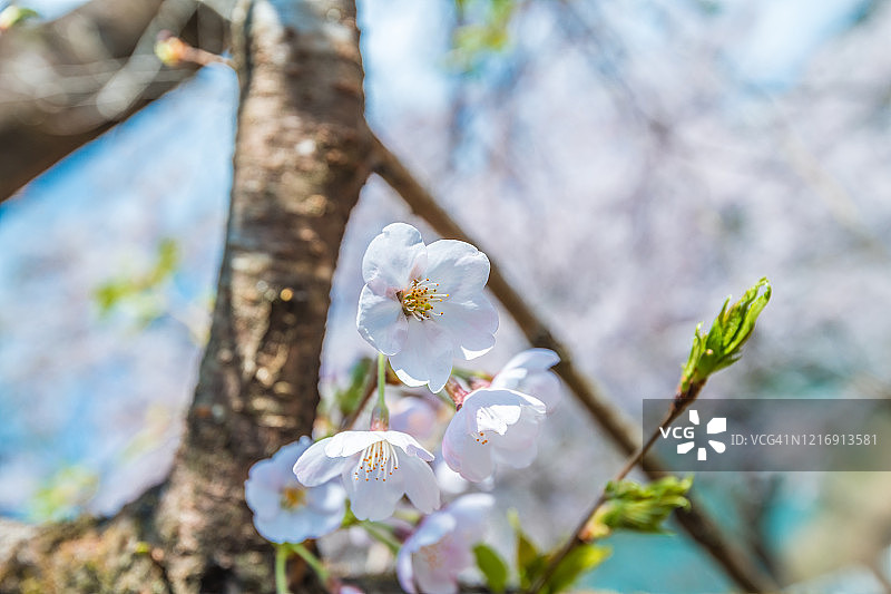 樱花(Sakura)，特写图片素材
