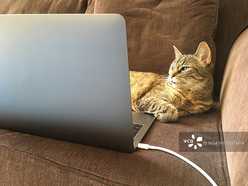沙发上有一只猫和一台笔记本电脑图片素材