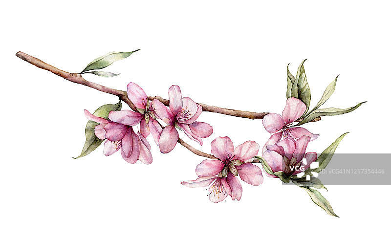 水彩樱花。手绘的花，叶和树枝孤立在白色的背景。花卉春季插图设计，印刷，织物或背景。图片素材