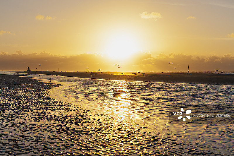 比利时佛兰德斯，北海海岸，日落时分，海滩上橙色天空映衬下的海鸥剪影图片素材