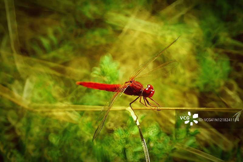 大自然中一只美丽的蜻蜓的照片。美丽的野花和绿草。图片素材