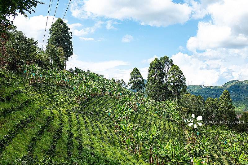 安提奥基亚/哥伦比亚Jardin的咖啡种植区图片素材