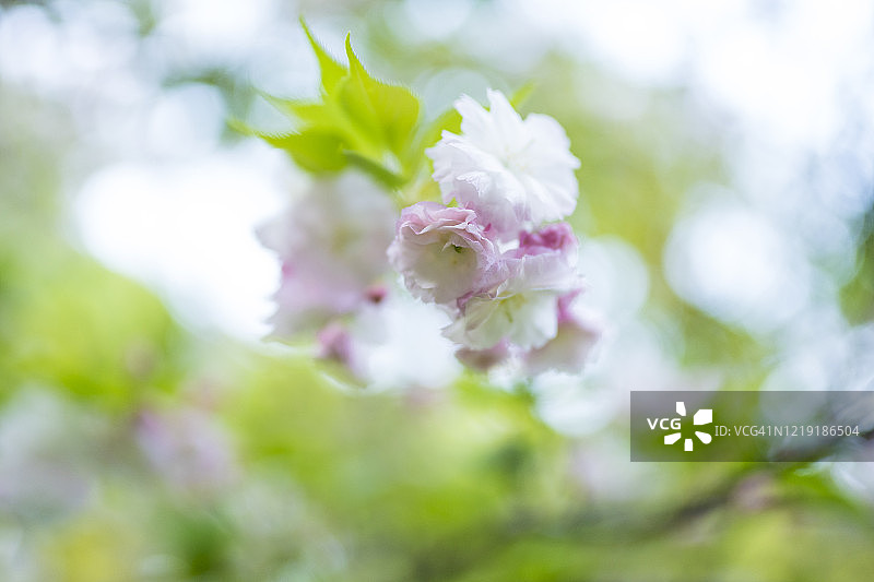 美丽的樱花在春天的时候图片素材