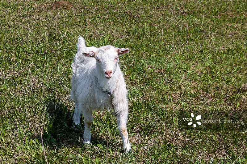 小山羊在村里的草坪上吃草图片素材