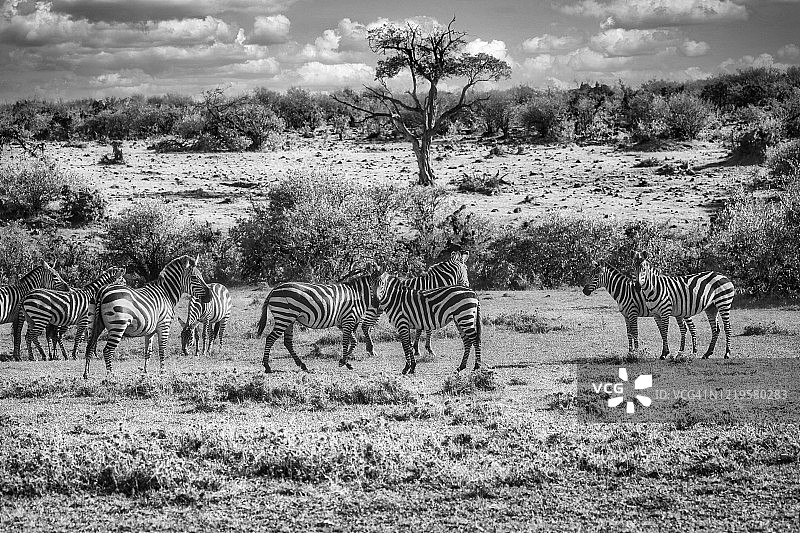肯尼亚马赛马拉的斑马图片素材