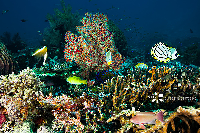 色彩斑斓的水下乐园，科莫多国家公园，印度尼西亚图片素材