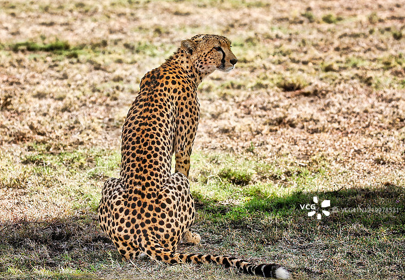 在肯尼亚阴凉处休息的猎豹图片素材