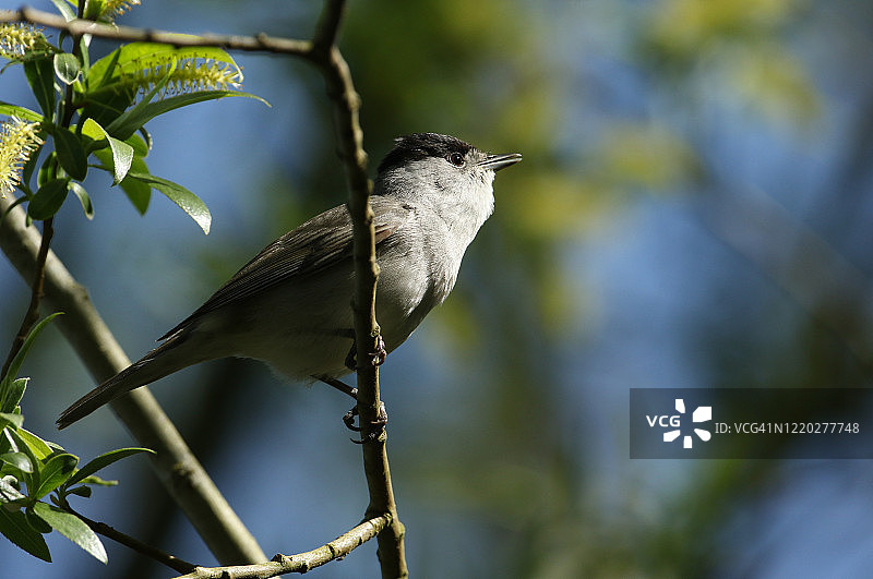 春天，一只漂亮的雄性黑头莺(Sylvia atricapilla)栖息在一棵柳树的树枝上唱歌。图片素材