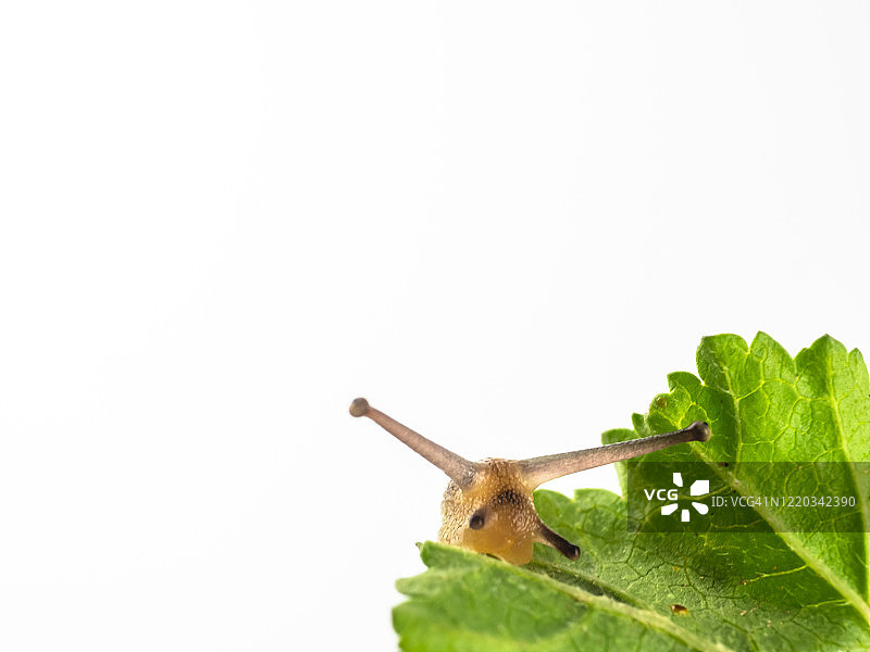 近距离花园蜗牛(螺旋asppersa)在绿叶上图片素材
