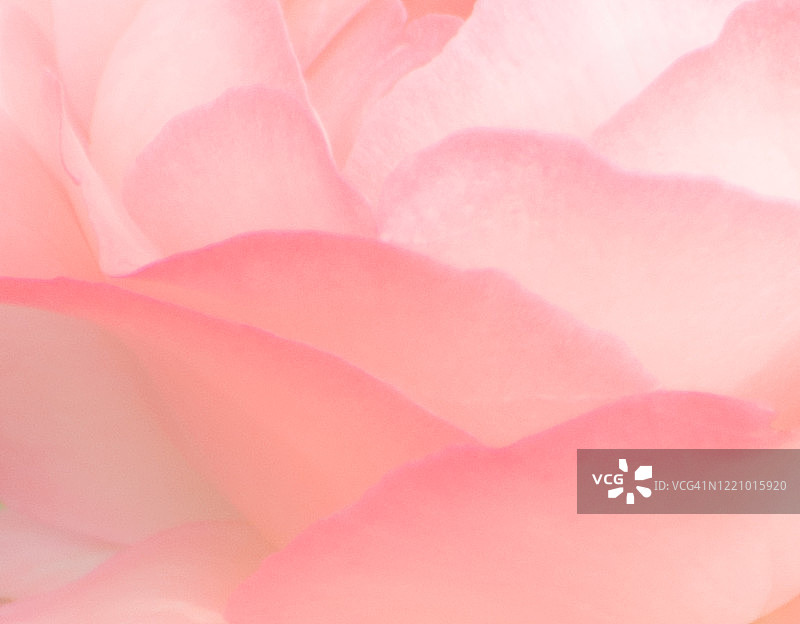 离焦梦幻般的柔粉花瓣的玫瑰特写图片素材