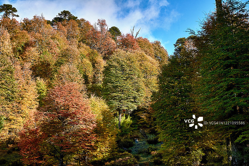 秋天的森林-马拉卡胡洛-纳尔卡斯国家公园图片素材