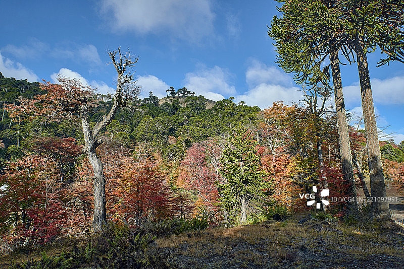 阿劳卡里亚斯主宰着秋天的风景——马拉卡胡洛-纳尔卡斯国家公园图片素材