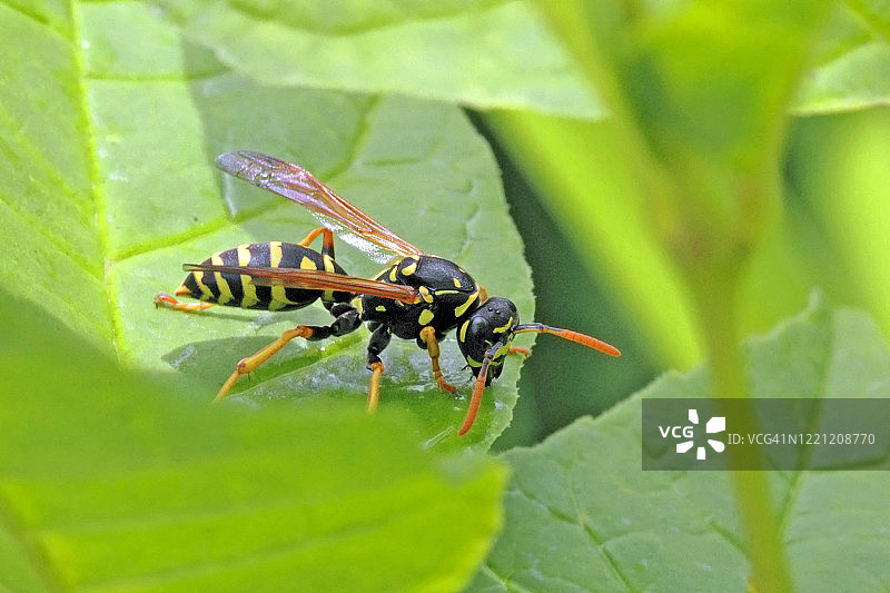 在美国新罕布什尔州，黑色和黄色条纹的黄蜂正在饮用树叶中的水图片素材