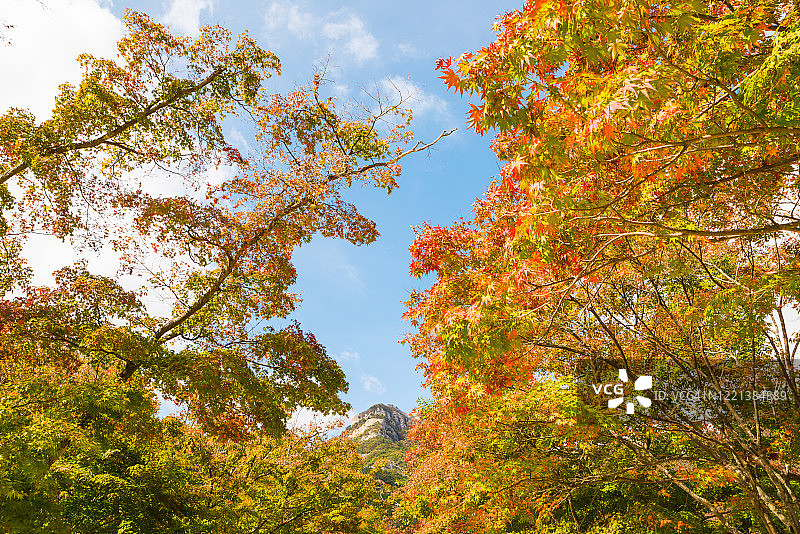 低角度拍摄的彩色树叶，宛，韩国图片素材