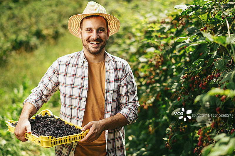 英俊的年轻人在田里收割黑莓。图片素材
