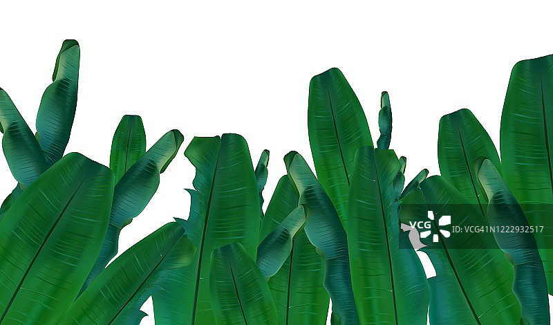 收集热带异域棕榈叶。从不同的角度看香蕉叶。3D现实芭蕉叶与复制空间为您的文本。图标集。矢量图图片素材