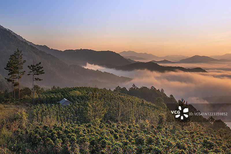 雾濛濛的清晨，咖啡山上的小木屋图片素材