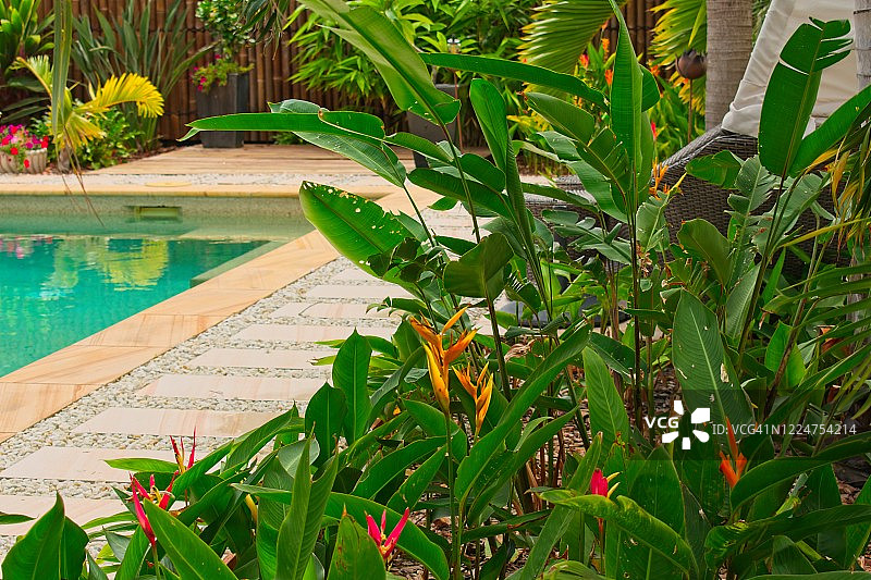 带游泳池的热带后院。图片素材