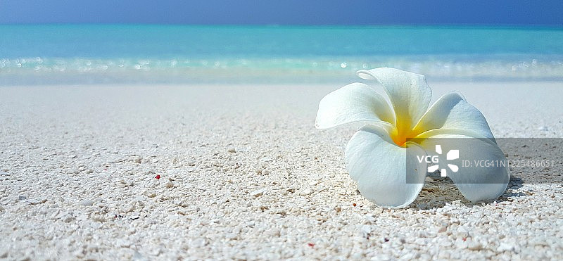 五片花瓣的热带花鸡蛋花(鸡蛋花)在白色的沙滩上与蓝色的大海模糊的背景，复制空间图片素材