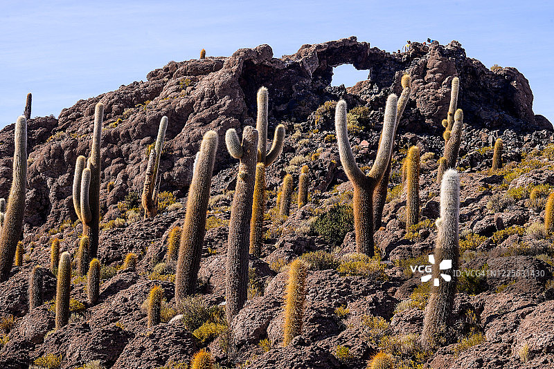 巨大的仙人掌(帕萨卡纳仙人掌)-因卡华西岛，玻利维亚。图片素材