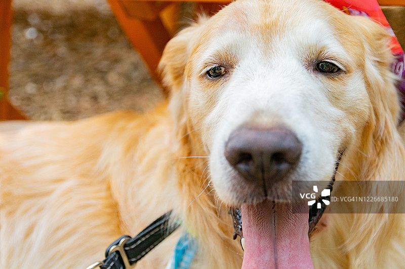 金毛猎犬伸出舌头图片素材