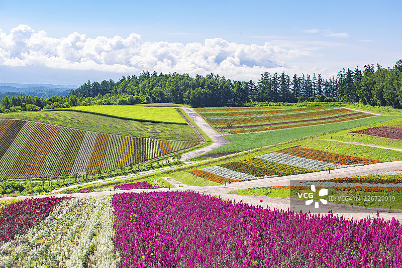 日本北海道，日本北部，Shikisai No Oka花园，夏天五颜六色的花园风景图片素材