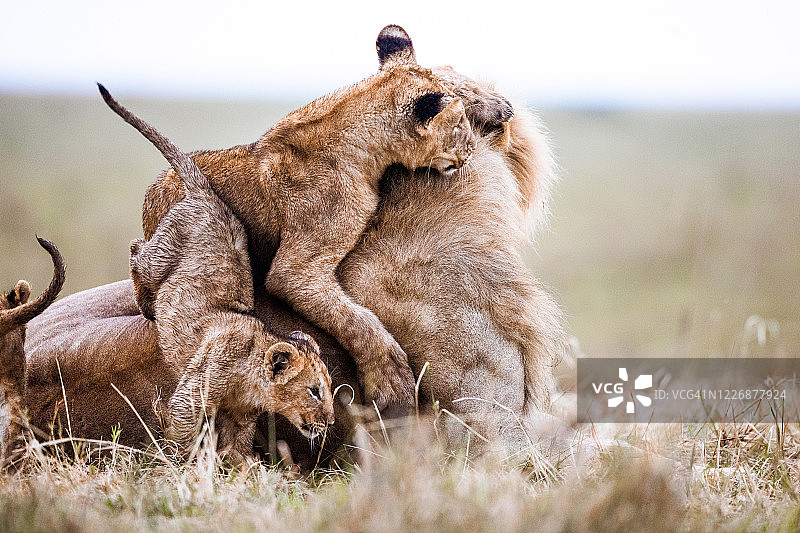 顽皮的狮子幼崽和他们的母亲在野外。图片素材