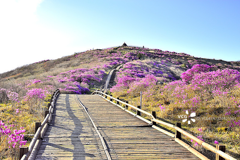 韩国吉日三山与杜鹃花景观图片素材
