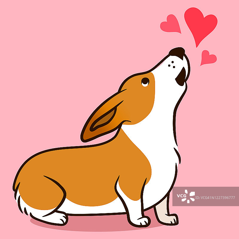 可爱的嚎叫威尔士柯基犬心形粉红色背景矢量卡通插图。有趣的“我爱你”心柯基设计元素为情人节，爱情，浪漫，朋友，宠物爱人的主题。图片素材