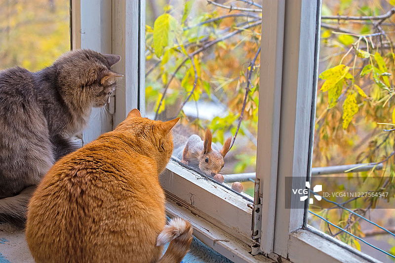 猫在看松鼠。两只有趣的肥猫透过窗户看松鼠图片素材