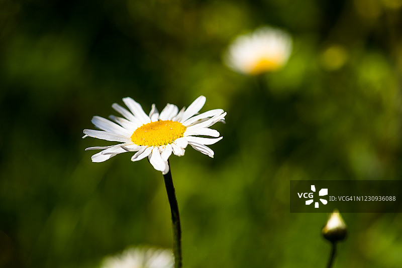 草地上一朵雏菊的特写图片素材