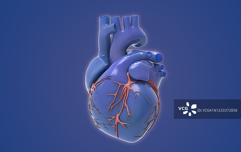 3D渲染蓝紫人类心脏与红色静脉插图图片素材