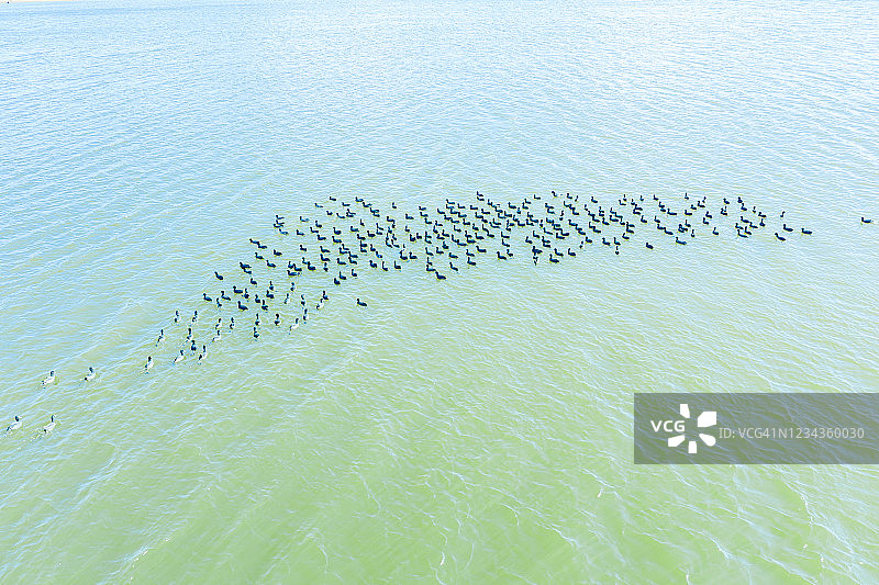 鸟瞰图一大群黑色的水鸭子在水图片素材