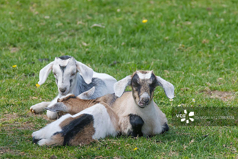 春天的草地上有两只小山羊。山羊肩并肩地躺在草地上图片素材