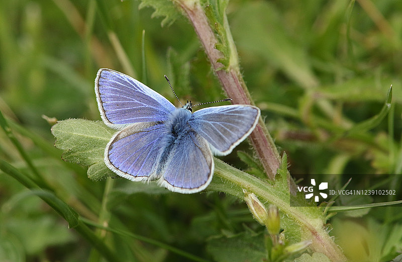 一只美丽的雄性普通蓝蝴蝶(多角蓝蝴蝶)张开翅膀栖息在一片叶子上。图片素材