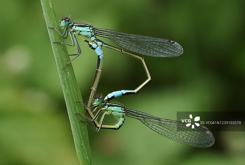 春天，一对正在交配的蓝尾豆娘(又称Ischnura elegans)栖息在一片草叶上。图片素材