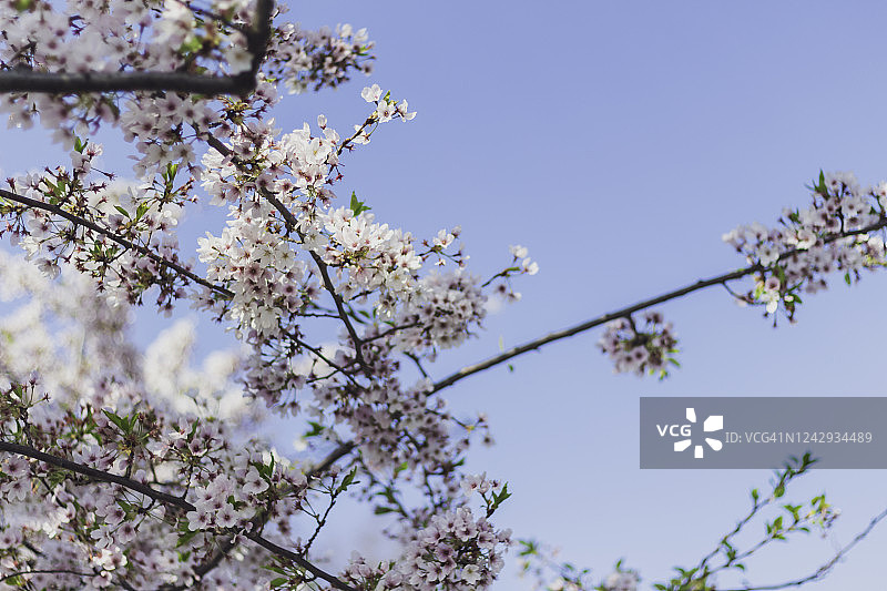 盛开的樱花映衬着湛蓝的天空。图片素材