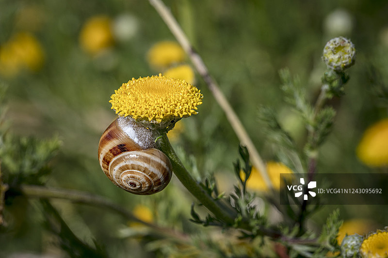 蜗牛在黄花上图片素材
