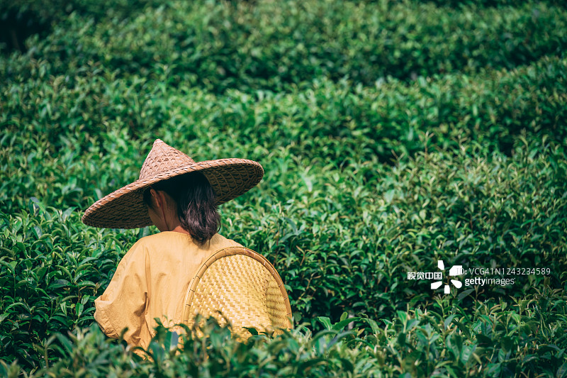 戴着亚洲传统帽子的妇女在种植园里采茶图片素材