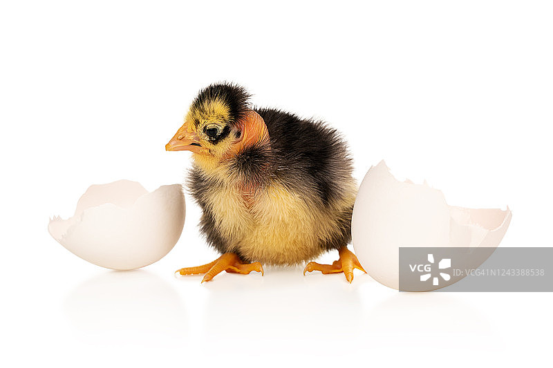 丑陋的小鸡刚从蛋里孵出来图片素材