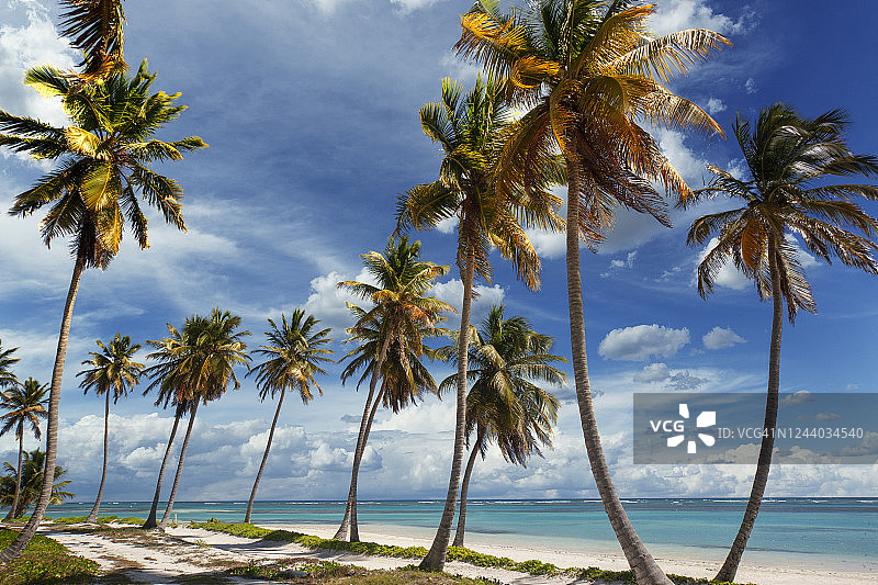 热带海滩上的棕榈树图片素材