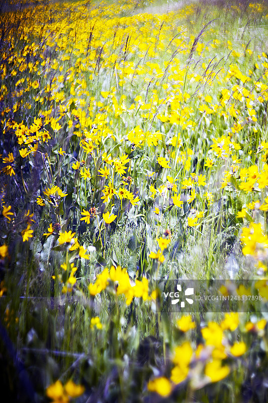 黄色野花草地，选择性聚焦图片素材